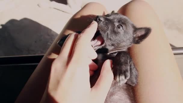 Pov Shot Puppy Owner Lap Play Fighting Her Fingers — Wideo stockowe