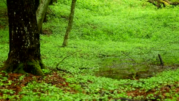 Beautiful View Green Grass Wet Ground Forest Rainn — Video