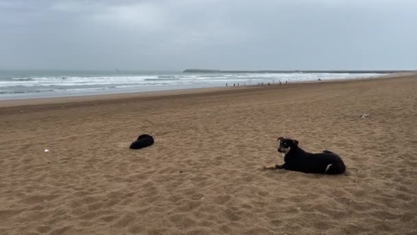 Αδέσποτα Σκυλιά Χαλαρώνουν Στην Παραλία Στο Μαρόκο — Αρχείο Βίντεο