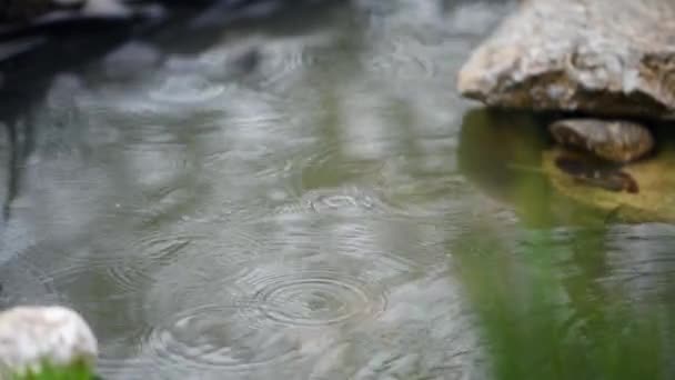 Closeup Shot Rain Droplets Green Lake Surface — Wideo stockowe