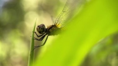 Rüzgarlı bir günde bir yusufçuk indi ve bir yaprağın üstüne dinlendi. Bokeh efektli bulanık arkaplan. Macro mobil ya da yakın çekim doğa videosu. Böcekler