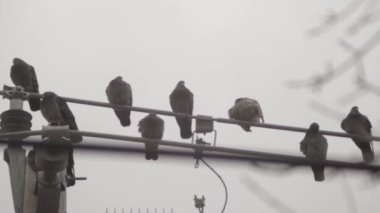 The group of pigeons perched on telephone wires on a cloudy day