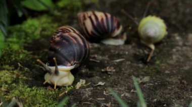 A beautiful shot of snails moving on the ground after the rain