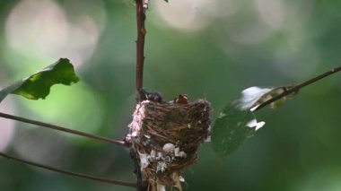 Nestling eager to feed and then the male parent bird arrives with food, Black-naped Monarch, Hypothymis azurea, Kaeng Krachan National Park