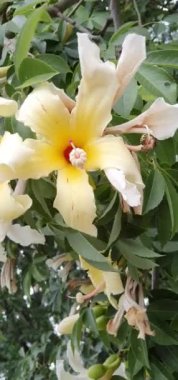 video of a bottle tree flower that moves with the wind