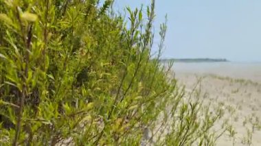 A closeup footage of plants at the coast of the sea on a misty day
