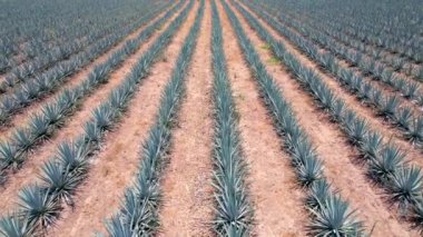 Tekila hava manzarası yapmak için tarlada mavi agave tarlası