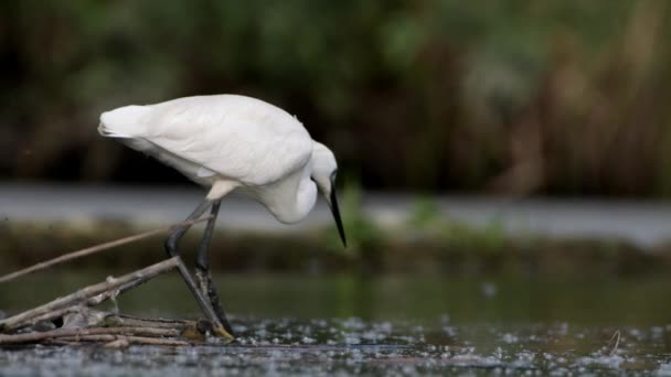 Ardea Alba Bird Looking Fish Water Nature Wild — Video Stock