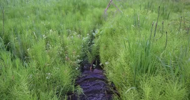 Closeup Water Flowing Meadow — Stockvideo
