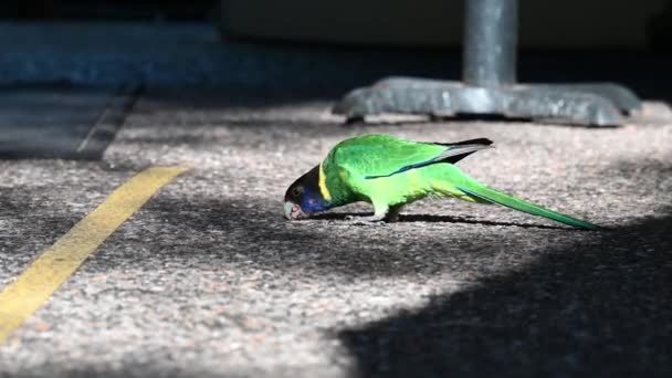 Beautiful Green Parrot Eating Ground Blurred Background Bunker Bay Western — Stockvideo