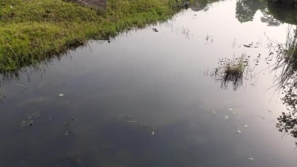 Spokojna Rzeka Otoczona Zieloną Trawą Skałami — Wideo stockowe