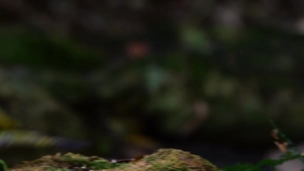 Grünvogel Schwarzspecht Ernährt Sich Vom Boden Und Abgestorbenem Baum — Stockvideo