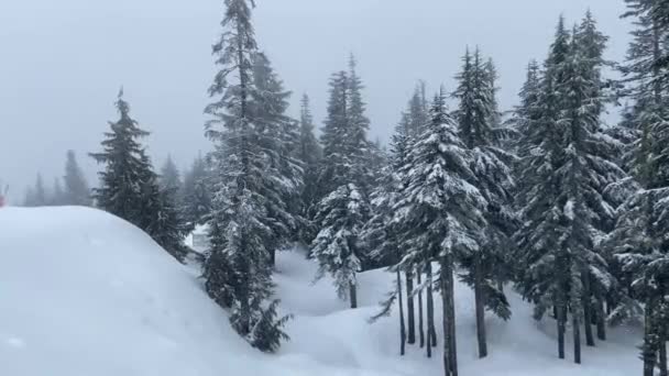 View Falling Snow Dense Fir Forest — Video