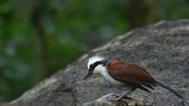 Facing Left Turns Bath White Crested Laughingthrush Garrulax Leucolophus Thailand — Stock videók