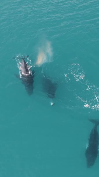 Вертикальный Кадр Китов Плавающих Бирюзовой Воде Океана — стоковое видео