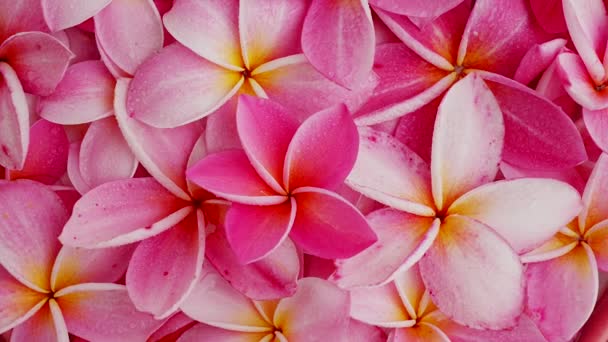 Overhead Shot Rotating Beautiful Pink Frangipani Flowers — Vídeos de Stock