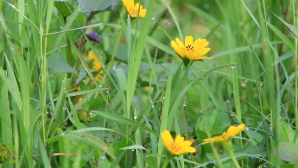Videofelvétel Napraforgókról Sárga Fűről Tavaszi Virágokról Réten Homályos Háttérrel Alkalmas — Stock videók