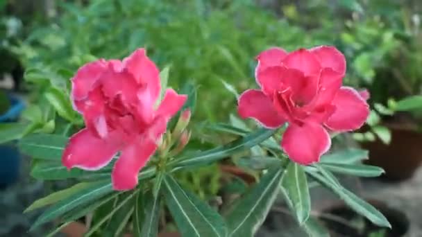 Selective Focus Shot Pink Nerium Flowers Swaying Wind Garden — 비디오