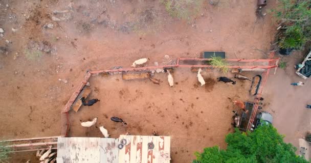 Aerial View Cow Calf Farm Rural Life — Video