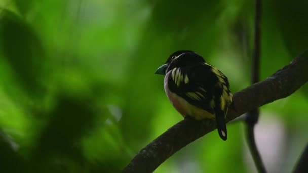 Zoom Out Lovely Bird Perched Deep Forest Black Yellow Broadbill — Stock Video