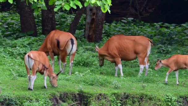 Three Individuals Grazing Calf Passes Adult Follows Banteng Bos Javanicus — Vídeo de Stock