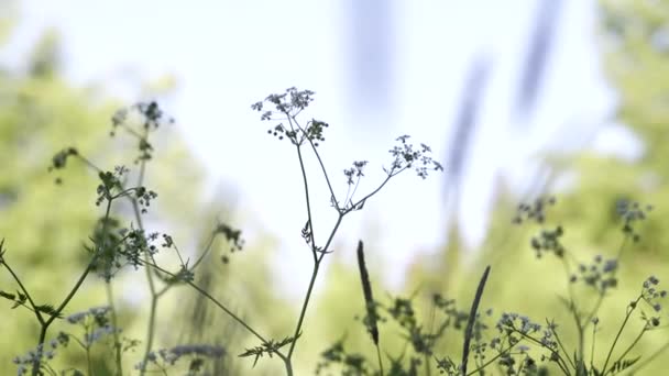 Anthriscus Sylvestris Known Cow Parsley Moving Wind Trees Leaves Background — Wideo stockowe