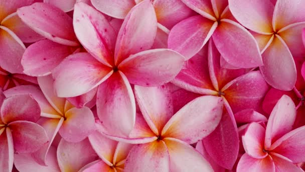 Μια Εναέρια Λήψη Των Περιστρεφόμενων Όμορφα Ροζ Λουλούδια Frangipani — Αρχείο Βίντεο