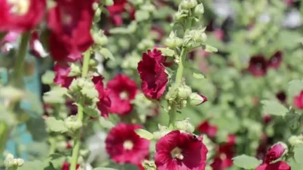Selective Red Mallow Flowers Garden — Stockvideo
