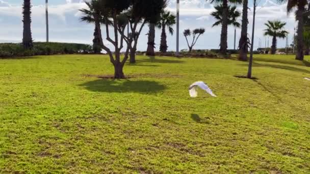 牛公園ではサギの鳥が飛びます — ストック動画