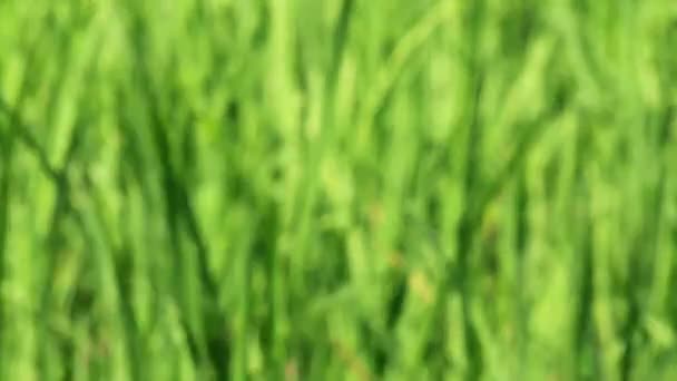 Πράσινο Νεαρό Φυτό Ρυζιού Θολό Βίντεο Κατάλληλο Για Φόντο Κειμένου — Αρχείο Βίντεο