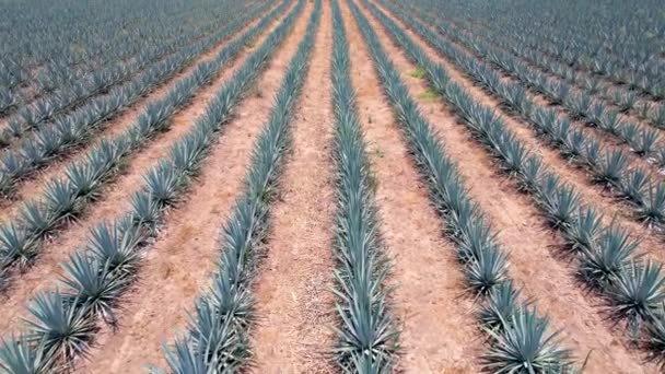 Plantação Agave Azul Campo Para Fazer Vista Aérea Tequila — Vídeo de Stock