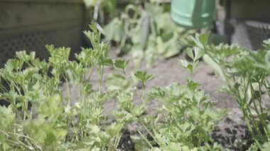 A closeup of a Caucasian woman watering the plants in the sand