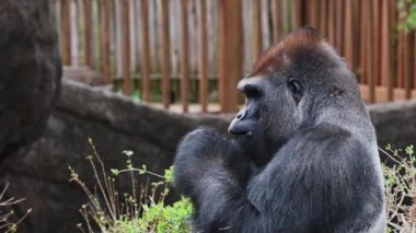 A closeup of a Silver black gorilla eating celery at Dallas Zoo