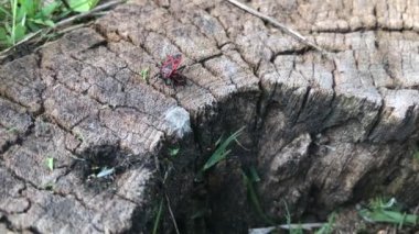 Red beetles love on old stump in sprin