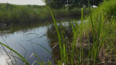 A beautiful view of a graceful swan floating in the river