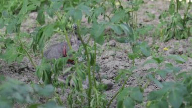 Tarım alanında yürüyen kırmızı kolyeli şirin bir kedi.