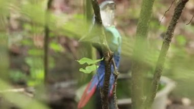 a bird that has beauty as well as being the most dangerous bird in the world