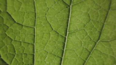 A macro tilting footage of a green leaf