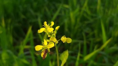 An HD of a bee sitting on a yellow wildflower