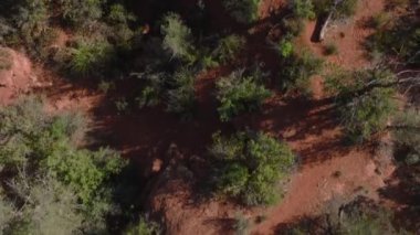 Top Down Fly Over Red Rocks and Trees in Sedona Arizona.