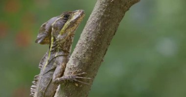 A closeup shot of an invasive basilisk on a tree branch in Florida, USA