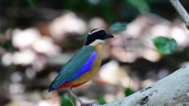 çok renkli mavi kanatlı pitta kuş yemi