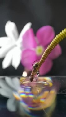 An ant standing at the edge of a passion fruit tendrils looking at its mirror reflection in the water.  Slow-motion macro or close-up insect video.