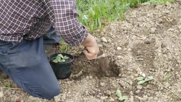 春季4K视频中农场有机菜园种植南瓜 苏西尼和洋葱的资深农民 — 图库视频影像