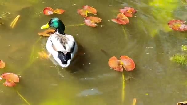 Closeup Shot Wild Mallard Duck Foraging Pond — Vídeos de Stock