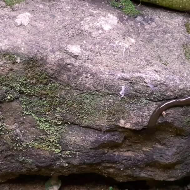 Hammer Head Flat Worm Crawling Grey Rock Searching Food Earthworm — Stockvideo