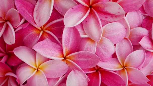 Поверхностный Снимок Вращающихся Красивых Розовых Цветов Франджипани — стоковое видео