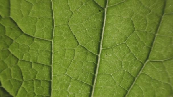 Macro Tilting Footage Green Leaf — Vídeo de stock