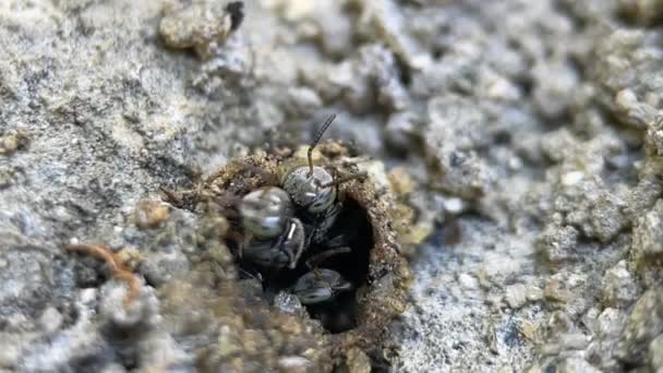 蜂窝中的印度无刺蜜蜂或大马蜂的特写或宏观录像 有些蜜蜂在飞 小型天然花蜜采集蜜蜂 — 图库视频影像