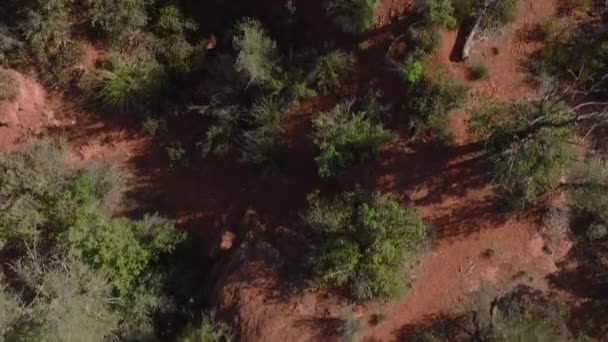 Top Fly Red Rocks Trees Sedona Arizona — Stockvideo